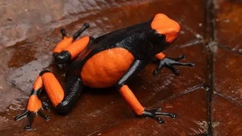 Katak Beracun Lehmann Foto: via Boredpanda
