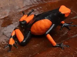 Bukan Hasil AI! Katak Aneh dan Cantik yang Belum Pernah Kamu Lihat