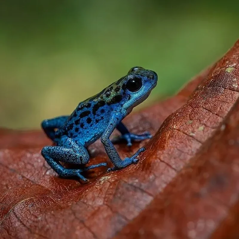Katak Aneh dan Unik