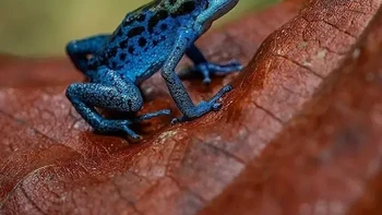 Katak Panah Racun Biru Foto: via Boredpanda