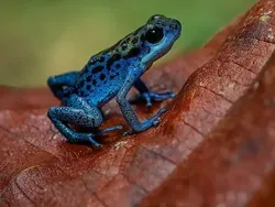Bukan Hasil AI! Katak Aneh dan Cantik yang Belum Pernah Kamu Lihat