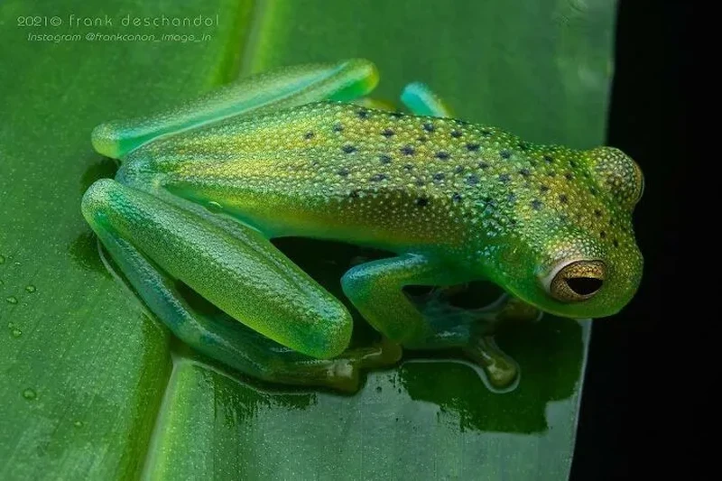 Katak Aneh dan Unik