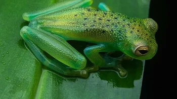 Katak Kaca Granular Foto: via Boredpanda