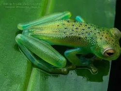 Bukan Hasil AI! Katak Aneh dan Cantik yang Belum Pernah Kamu Lihat