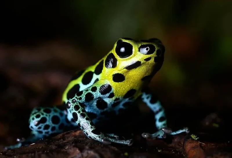 Katak Aneh dan Unik