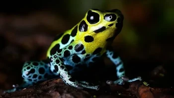 Katak Beracun Variabel Foto: via Boredpanda