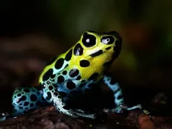 Bukan Hasil AI! Katak Aneh dan Cantik yang Belum Pernah Kamu Lihat