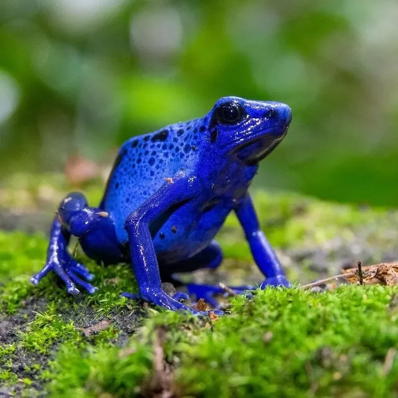 Katak Aneh dan Unik