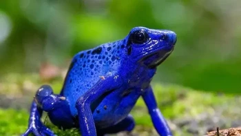 Katak Panah Racun Biru Foto: via Boredpanda
