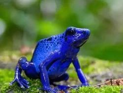 Bukan Hasil AI! Katak Aneh dan Cantik yang Belum Pernah Kamu Lihat