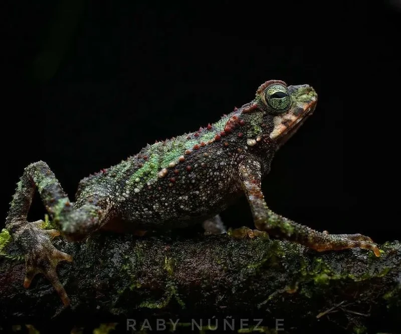 Katak Aneh dan Unik