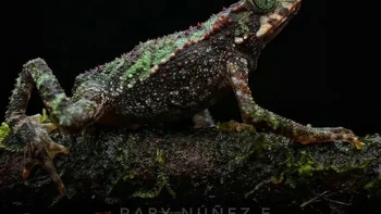 Katak Pendaki Hijau Foto: via Boredpanda