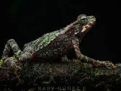 Bukan Hasil AI! Katak Aneh dan Cantik yang Belum Pernah Kamu Lihat