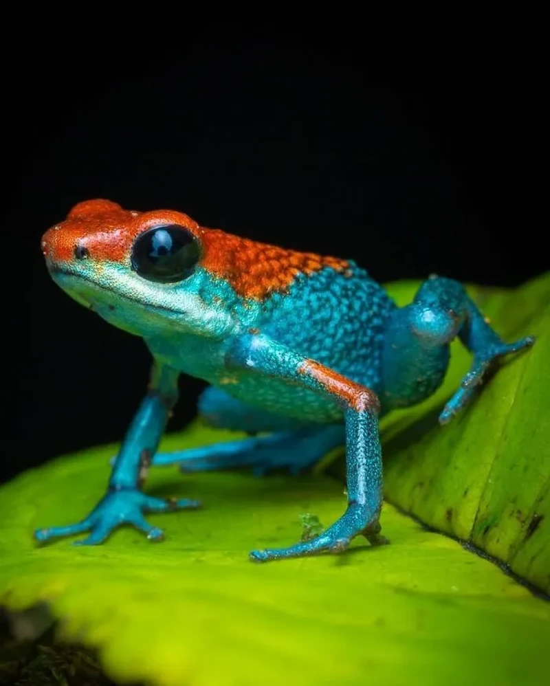 Katak Aneh dan Unik