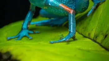 Katak Racun Granular Foto: via Boredpanda