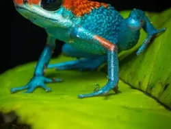 Bukan Hasil AI! Katak Aneh dan Cantik yang Belum Pernah Kamu Lihat