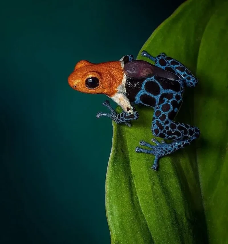 Katak Aneh dan Unik