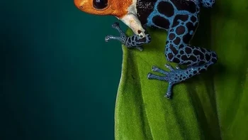 Katak Beracun Fantastis Foto: via Boredpanda
