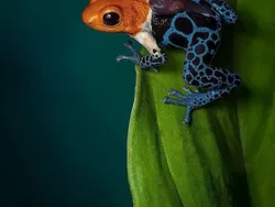 Bukan Hasil AI! Katak Aneh dan Cantik yang Belum Pernah Kamu Lihat
