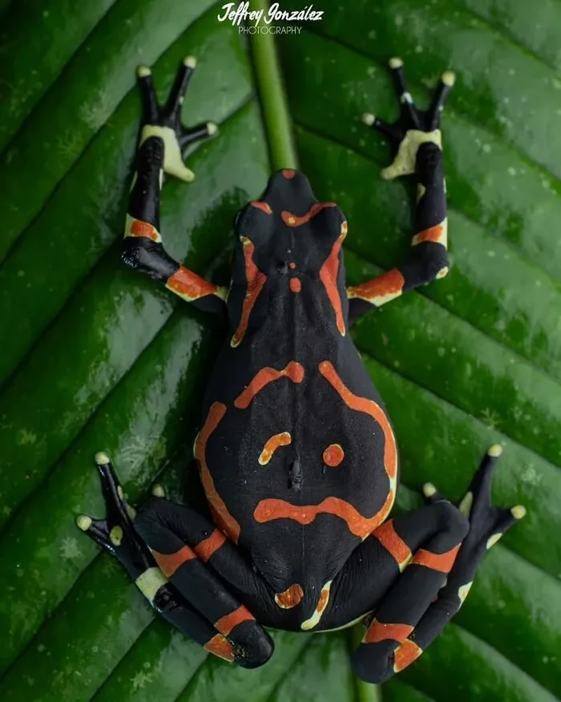 Katak Aneh dan Unik
