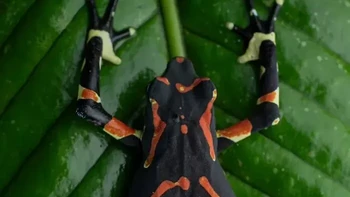 Katak Harlequin Foto: via Boredpanda