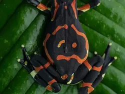 Bukan Hasil AI! Katak Aneh dan Cantik yang Belum Pernah Kamu Lihat