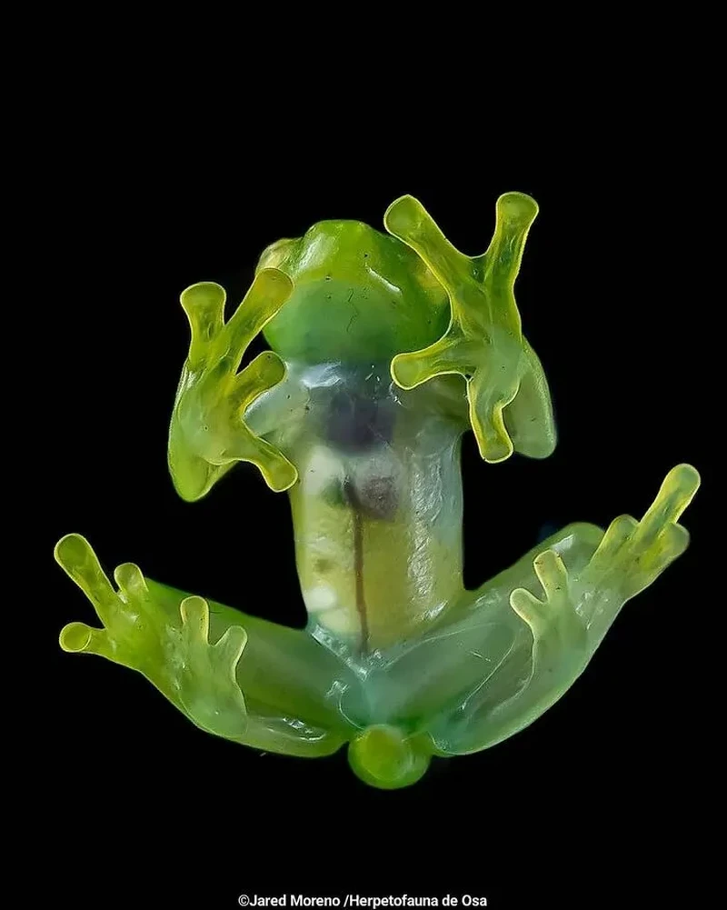 Katak Aneh dan Unik