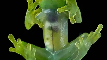 Katak Kaca Foto: via Boredpanda