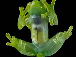 Bukan Hasil AI! Katak Aneh dan Cantik yang Belum Pernah Kamu Lihat