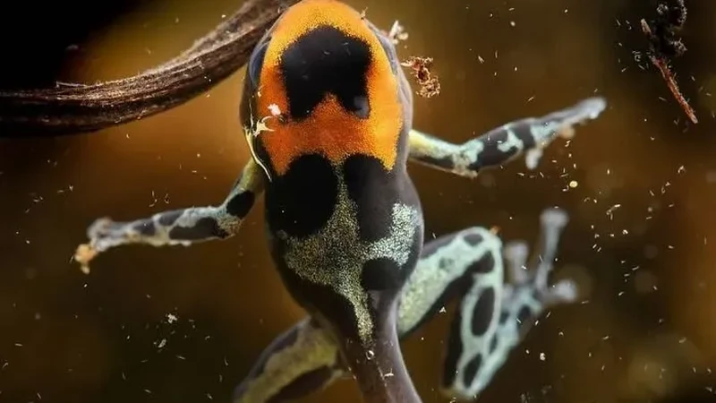 Katak Aneh dan Unik