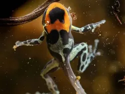 Bukan Hasil AI! Katak Aneh dan Cantik yang Belum Pernah Kamu Lihat