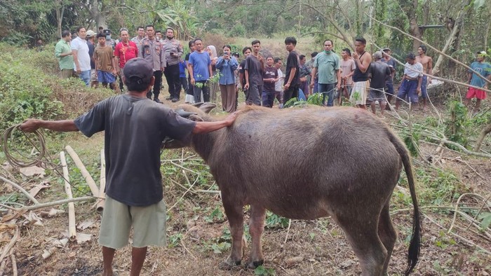 Kerbau milik warga di Kragilan, Serang jatuh ke sumur kedalaman 11 meter