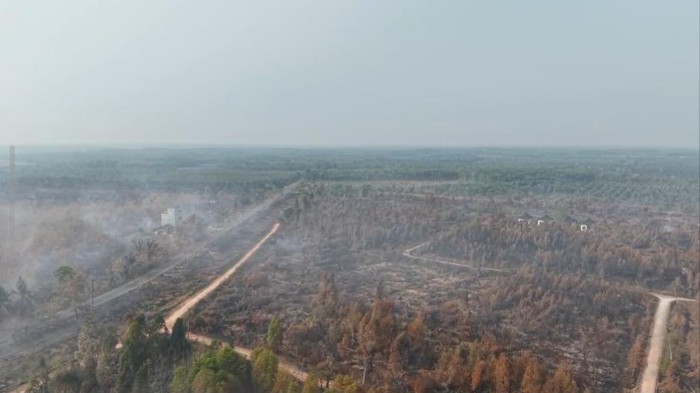 Kondisi saat ini Kebun Raya Sriwijaya setelah terbakar