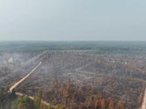 Karhutla di Kebun Raya Sriwijaya Padam, Manggala Agni Lakukan Pendinginan