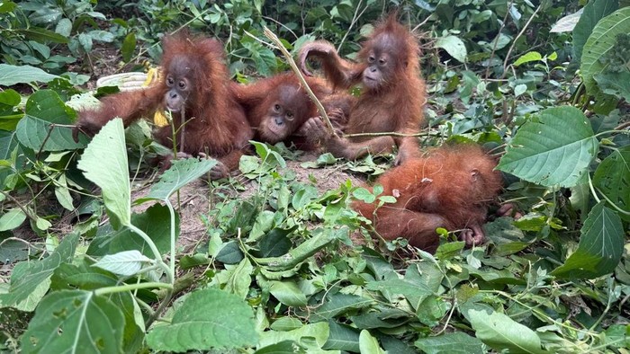 Lima bayi orang utan ditemukan di hutan India.