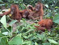 Geger 5 Bayi Orang Utan Ditemukan di India, Diduga Korban Perdagangan Satwa