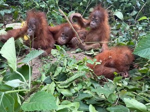 Geger 5 Bayi Orang Utan Ditemukan di India, Diduga Korban Perdagangan Satwa