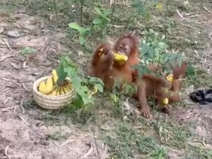 Video Kemenhut Bakal Pulangkan-Usut Penyelundupan 5 Bayi Orang Utan ke India