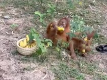 Bayi-Bayi Orang Utan Terdampar di India Segera Dipulangkan