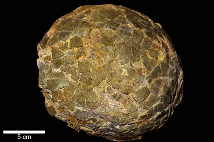 Telur Titanosaurus