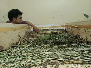 Cuan Menggiurkan dari Ternak Jangkrik