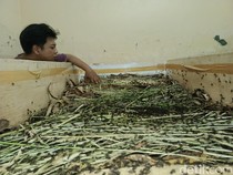 Cuan Menggiurkan dari Ternak Jangkrik