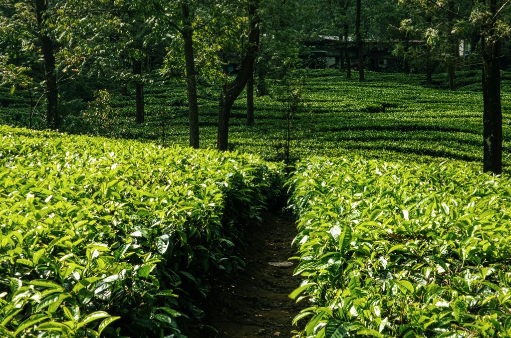 Ilustrasi kebun teh. Ilustrasi kebun teh. (Dok. Pexels)