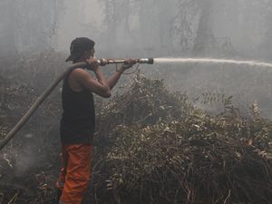 Mengapa Lahan Gambut yang Dikeringkan Bisa Memperparah Kebakaran?