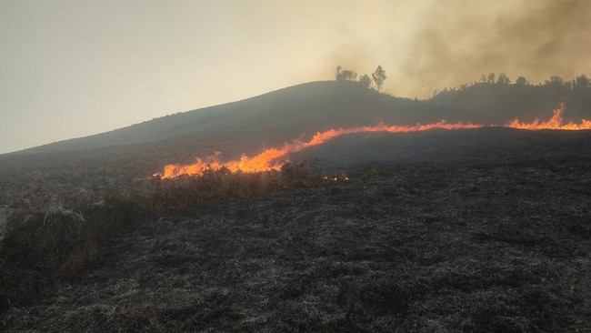Video Kebakaran Kembali Melanda Kawasan TNBTS Bromo, Dekat Bukit Teletubbies!