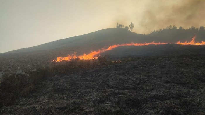 Kebakaran di Sabana Blok Penggol dekat Bukit Teletubbies Gunung Bromo.
