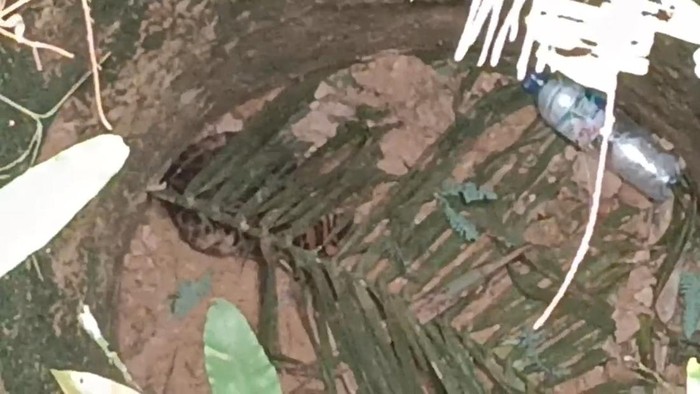 Kucing hutan masuk dalam sumur warga