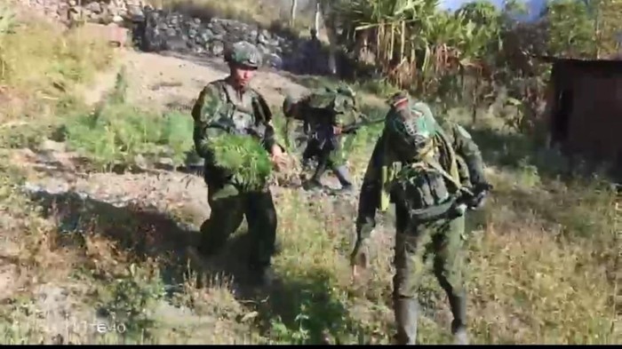 Ladang ganja milik OPM Egianus Kogoya di Yahukimo.