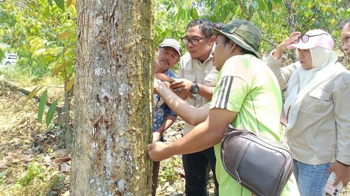 Mentan Turunkan Tim Ahli Tangani Kaji Gejala Bangkalan Durian Sulteng