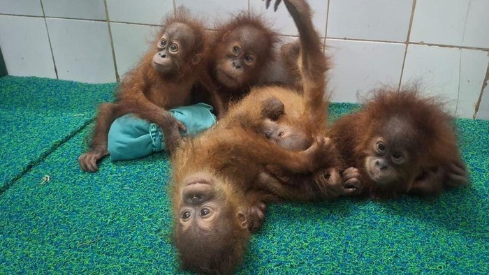 Misteri lima bayi orang utan di hutan India, korban perdagangan satwa dari Indonesia atau Malaysia?